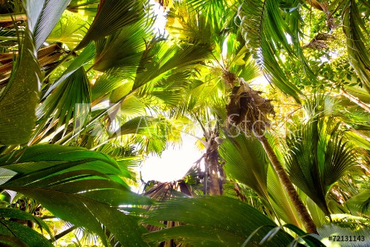 Picture of Tropical rain forest in Valle de Mai Praslin Seychelles